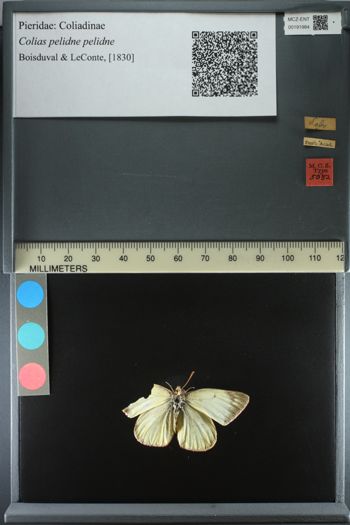 Media type: image;   Entomology 191984